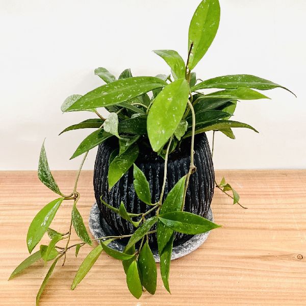 おしゃれ 観葉植物 鉢色選べる：ホヤ シルバーピンク 鉢植え 受皿付