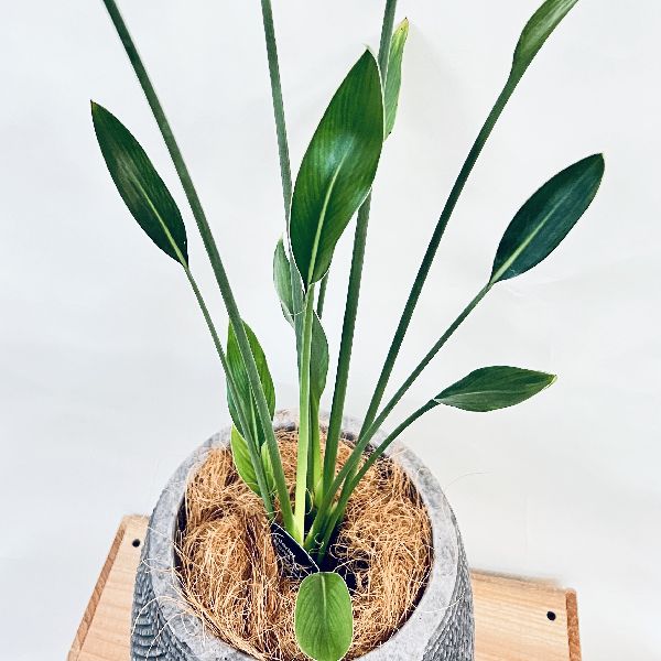 おしゃれ 観葉植物：ストレリチアユンケア*ノンリーフ 鉢植え シュロ皮