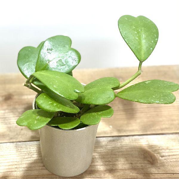 品種選べます！おしゃれ 観葉植物：ハートホヤ*カーリー バリエガータ