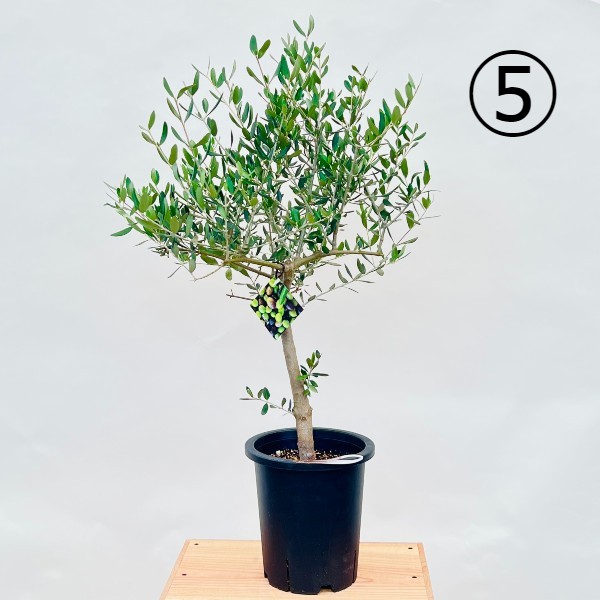おしゃれ 観葉植物 選べる：オリーブの木 ルッカ 7号*現品 SOUJU 創樹