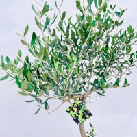 おしゃれ 観葉植物 選べる：オリーブの木 ルッカ 7号*現品 SOUJU