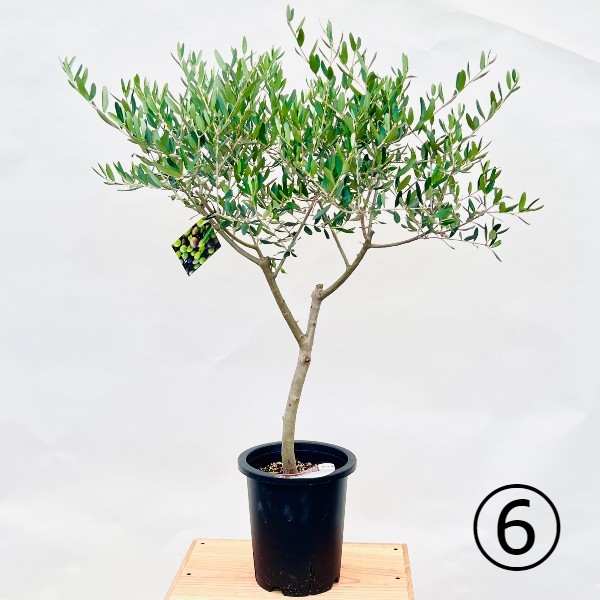 ［現品］99番 創樹　オリーブルッカ　7号　観葉植物　オリーブの木　自家結実性有 オリーブの木 ルッカ | 観葉植物 | 送料無料でお届け - Hitohana