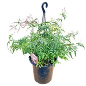 ���տ�ʪ���ϥ����⥸�㥹�ߥ�*5���ߤ� ���᥸�㥹�ߥ�