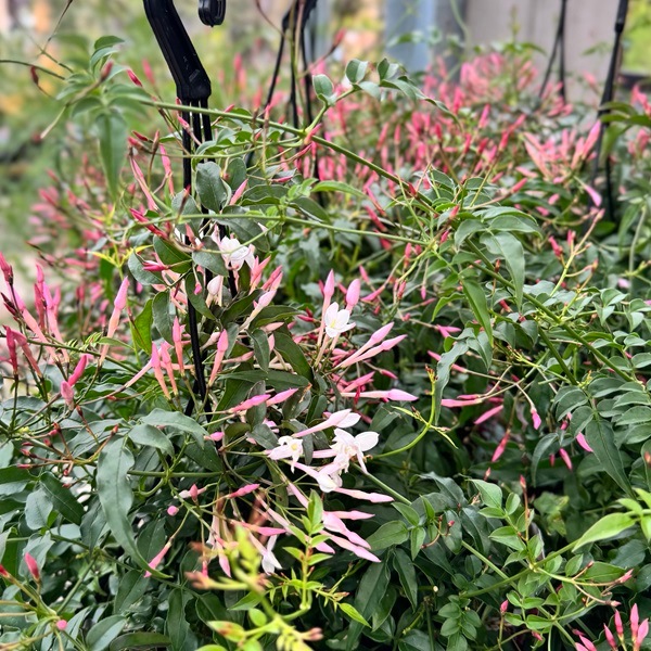 観葉植物：ハゴロモジャスミン*5号吊り 羽衣ジャスミン | 観葉植物