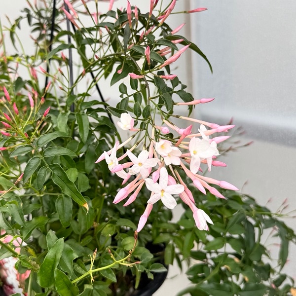 観葉植物：ハゴロモジャスミン*5号吊り 羽衣ジャスミン | 観葉植物