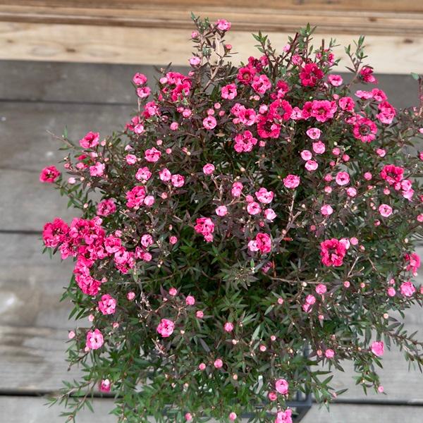 おしゃれ 観葉植物：ギョリュウバイ*御柳梅 5号 プラポット