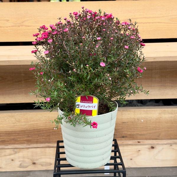 【マヘ】ギョリュウバイ　御柳梅　レプスペルマム　5本セット マヘ様専用】ギョリュウバイ 御柳梅 レプスペルマム 5本セット