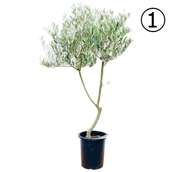 おしゃれ 観葉植物 選べる現品：オリーブの木ミッション 8号*現品 大型