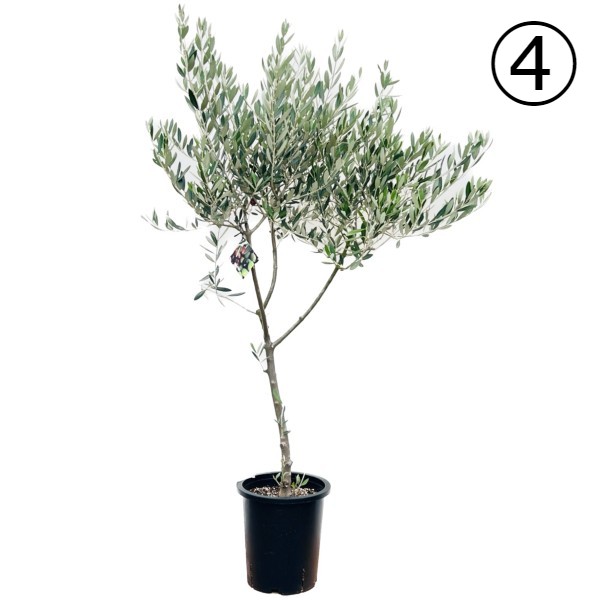 オリーブの木 ピクアル 7号 約90cm NO.553 人気品種 一点物 オリーブの