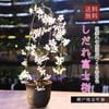���ߺϡ��������ٻκ������;ƶ��ȭ�ˡ�*��2026ǯ���ֽ�λ�䤷����� ������ Sakura bonsai