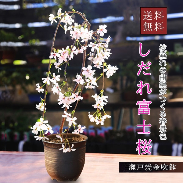 桜盆栽：しだれ富士桜（瀬戸焼金吹鉢） *＜2026年開花終了＞しだれ桜