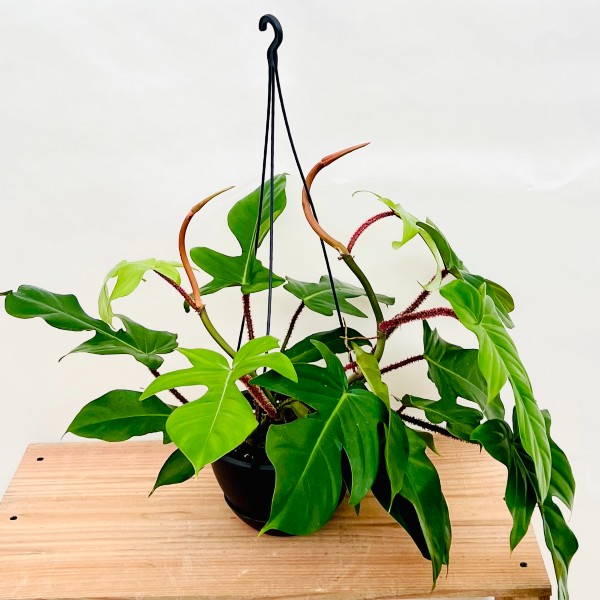 おしゃれ 観葉植物 ：フィロデンドロン スクアミフォルム*6号 吊り鉢 