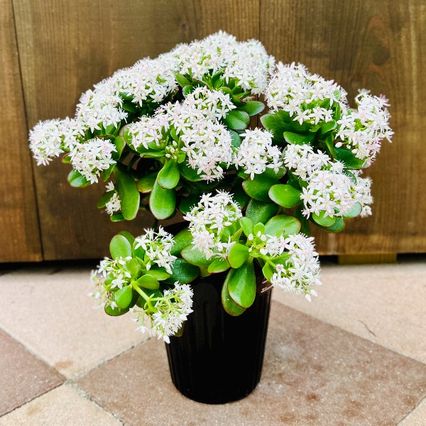 黄金花月　金のなる木　月下美人　多肉植物　観葉植物　鉢付き　☆早い者勝ち☆ 黄金花月 金のなる木 月下美人 多肉植物 観葉植物 鉢付き