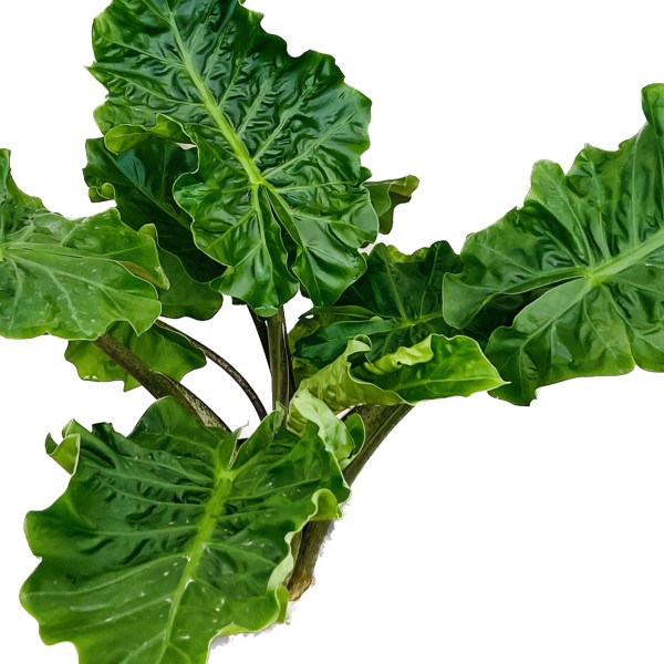 アロカシア ローライダー 観葉植物