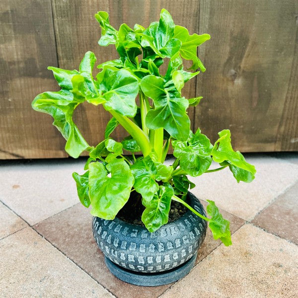 おしゃれ 観葉植物 鉢色選べる:フィロデンドロン セローム おしゃれ 観葉植物 鉢色選べる:フィロデンドロン セローム