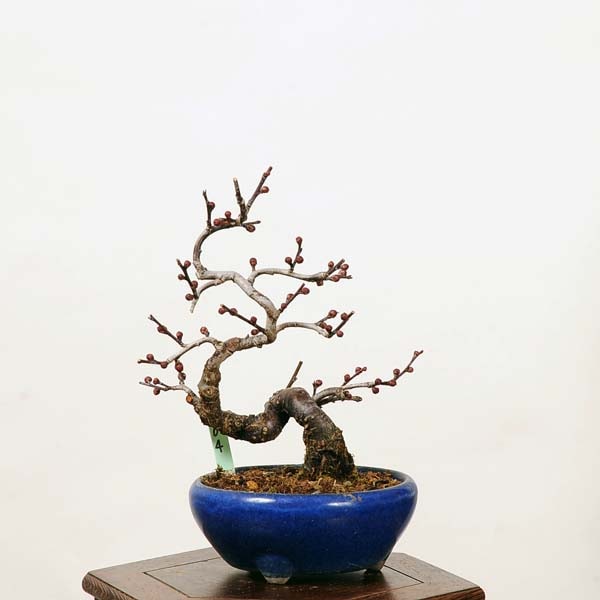 小品盆栽：緋梅*現品限り ヒバイ うめ ウメ Ume | すべての商品 | 遊恵