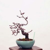 小品盆栽：緋梅*現品限り ヒバイ うめ ウメ Ume | すべての商品