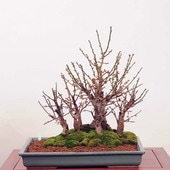 �����ߺϡ��߹�ڴ󿢤�*���� Ume ���緿��ޥ���������