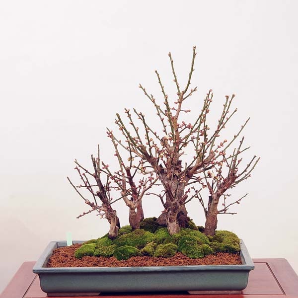 大品盆栽：梅豪華寄植え*現品 Ume 【大型ヤマト便配送】 | すべての