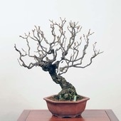 �����ߺϡ��������� ����*�Ԏʎގ���Yabai���緿��ޥ���������