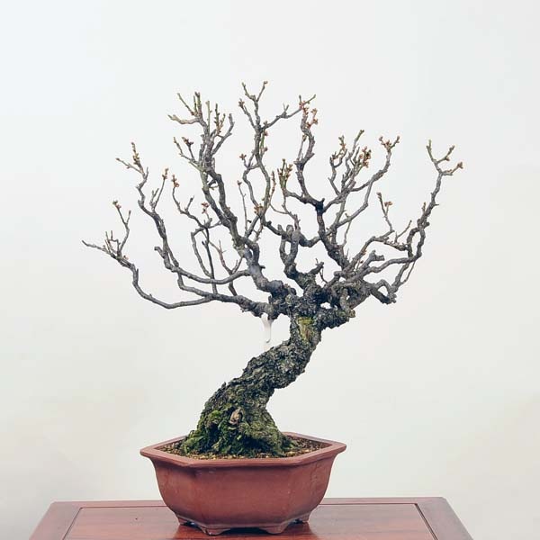 大品盆栽：特選野梅 現品*ﾔﾊﾞｲ Yabai【大型ヤマト便配送】 | 中品・大