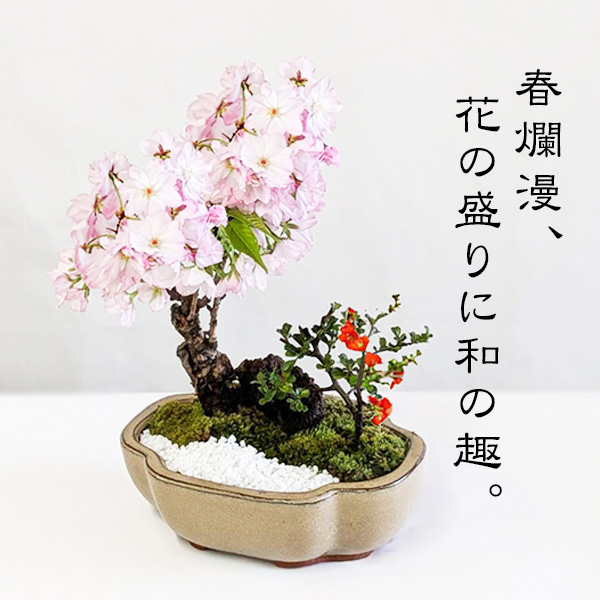 盆栽：桜・長寿梅寄せ植え *(2026年開花終了) (モッコ桑染色陶器鉢) 石