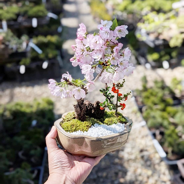 盆栽：桜・長寿梅寄せ植え *(2026年開花終了) (モッコ桑染色陶器鉢) 石