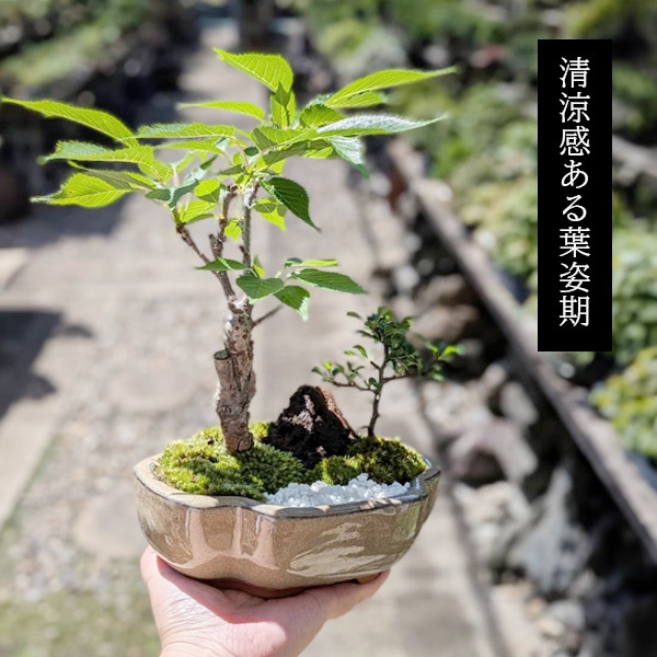 盆栽：桜・長寿梅寄せ植え *(2026年開花終了) (モッコ桑染色陶器鉢) 石