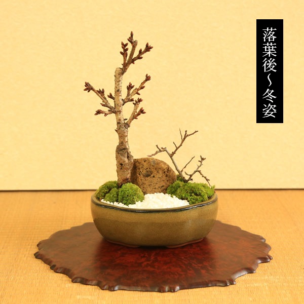 盆栽：桜・長寿梅寄せ植え *(2026年開花終了) (モッコ桑染色陶器鉢) 石