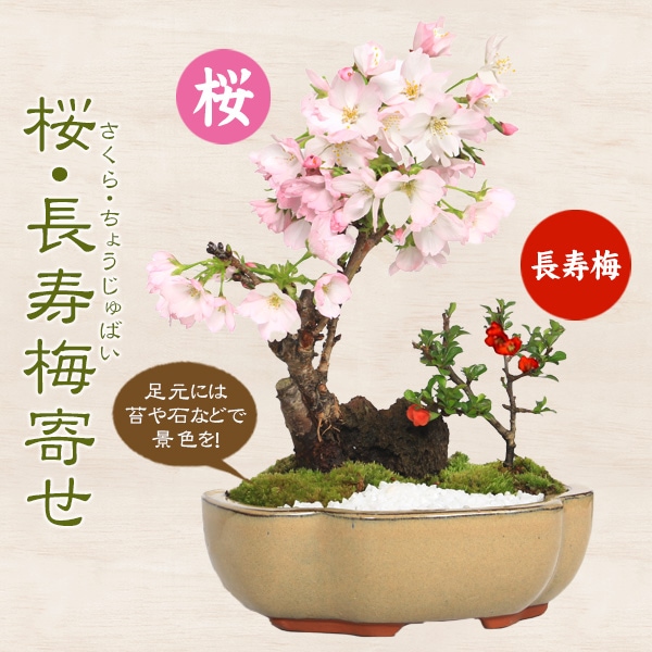 梅の盆栽　寄せ植え 梅づくし 寄せ植え 5号の盆栽を販売｜盆栽妙 – 盆栽妙 本店