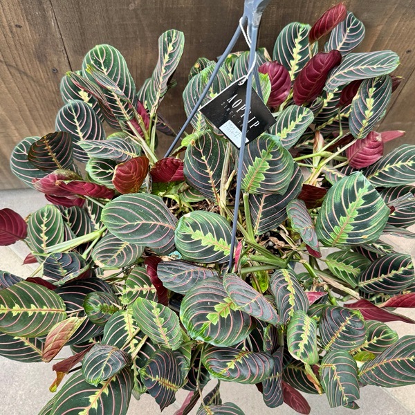 おしゃれ 観葉植物：マランタ レウコネウラ ファッシネーター*8号 吊り