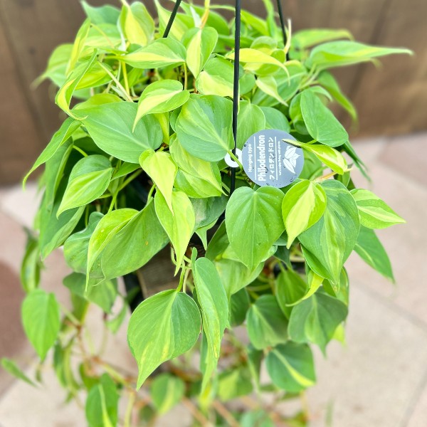 フィロデンドロン　クラシネルビウム 特大 フィロデンドロン・クラシネルビウム Philodendron crassinervium