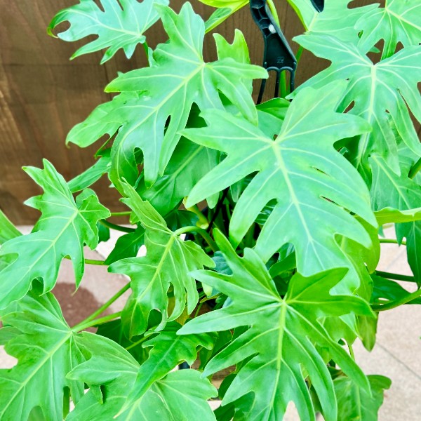 フィロデンドロン・エレガンス（木化株） フィロデンドロン・エレガンス（木化株） フィロデンドロン