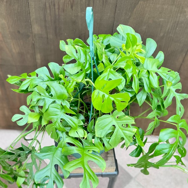 ヒメモンステラ吊り下げ式観葉植物一点物 ラフィドフォラ・テトラスペルマ（姫モンステラ）吊り下げ鉢e