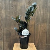 ������졡���տ�ʪ�������������ߥ����륫��  �쥤����*5��ץ�ݥå� Zamioculcas zamifolia Raven