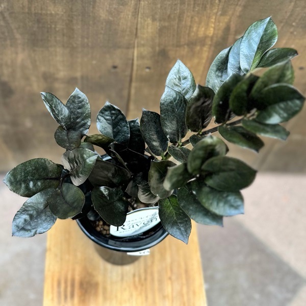 おしゃれ 観葉植物：金銭樹 ザミオクルカス レイヴン*5号プラポット