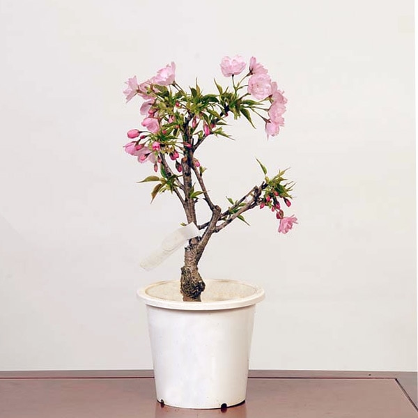 苗：旭山桜(プラ太幹)*あさひやまさくら/アサヒヤマサクラ | 盆栽素材