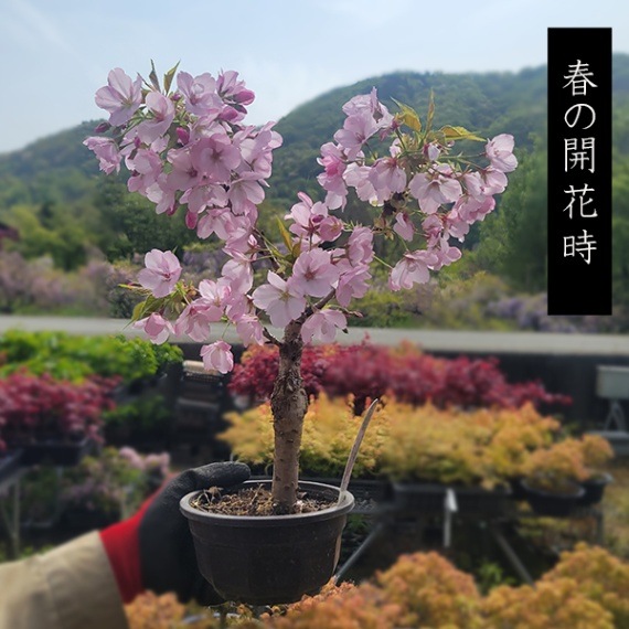 S.H.Figuarts 仮面ライダー ビャクシン】旭山桜／アサヒヤマサクラ 花芽いっぱい 樹高15㎝ 小品