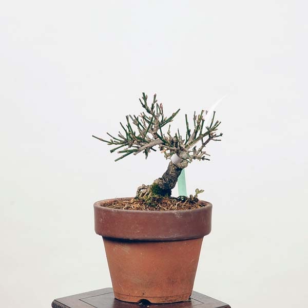 小品盆栽：黄梅 現*おうばい オウバイ Oubai | すべての商品 | 遊恵