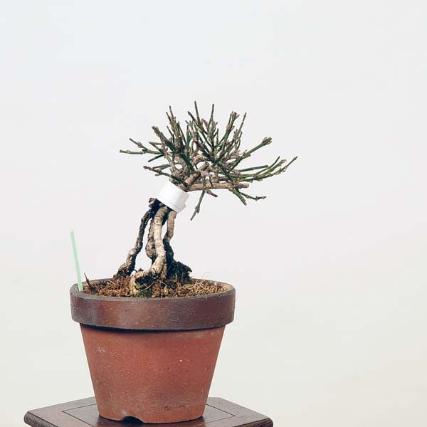 盆栽 黄梅 上下50cm 石付黄梅 高さ22センチ | fujiさんの盆栽