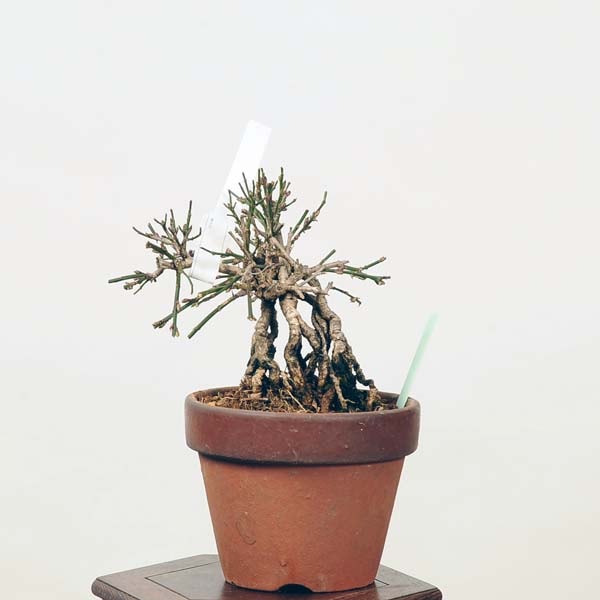 黄梅。小品盆栽。