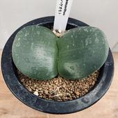 �庬��ʪ���ϥ��ޥ󥵥�������ӥե��������ޥ�ϥ������*M������9cm