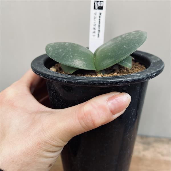 球根植物：ハエマンサス アルビフロース マユハケオモト*M 葉幅9cm