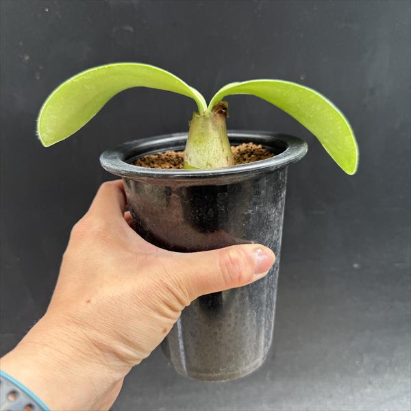 球根植物：ハエマンサス アルビフロース マユハケオモト*M 葉幅15cm