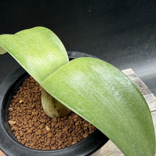 球根植物：ハエマンサス アルビフロース マユハケオモト*M 葉幅15cm