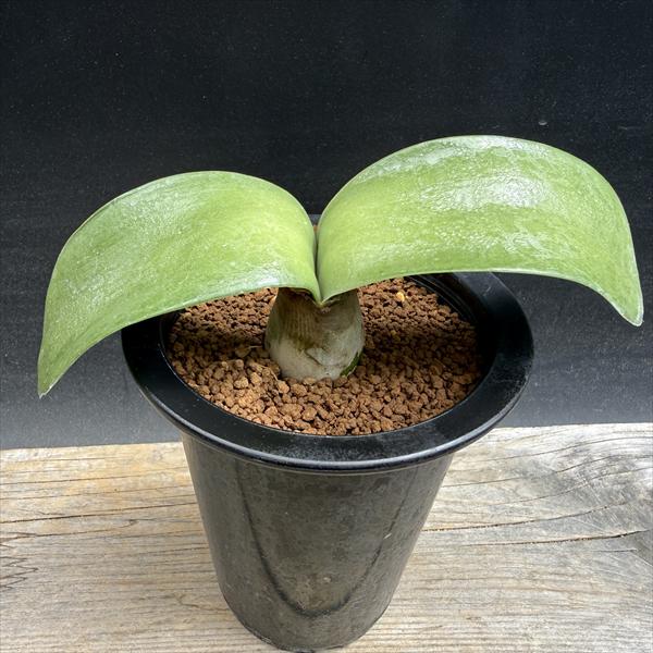 球根植物：ハエマンサス アルビフロース マユハケオモト*M 葉幅15cm