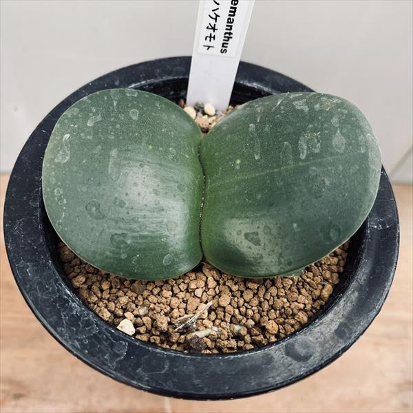 ハエマンサス 斑入り 斑入りマユハケオモト☆多肉植物☆球根植物【斑入りマユハケオモト