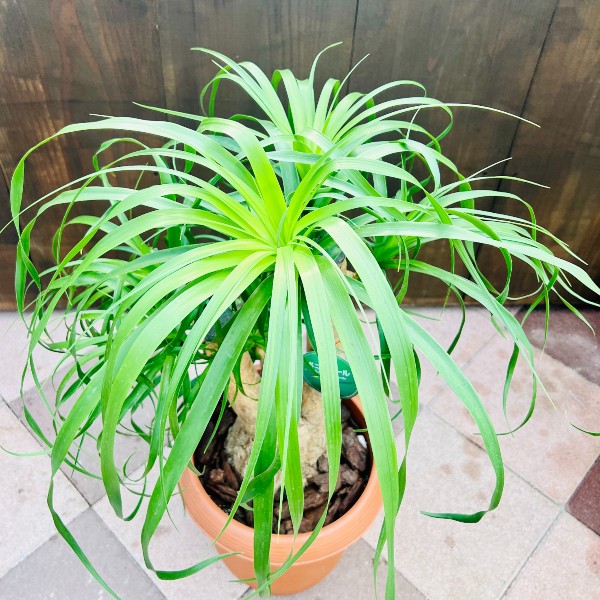 おしゃれ 観葉植物：ノリナ トックリラン ブランチ*2番