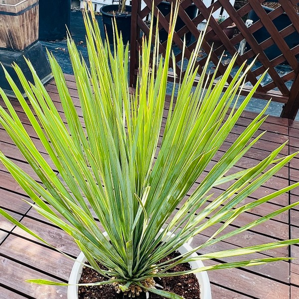 10 ユッカ　ロストラータ　鉢付　Yucca rostrata Amazon｜ユッカ・ロストラータ10号鉢【品種で選べる観葉植物