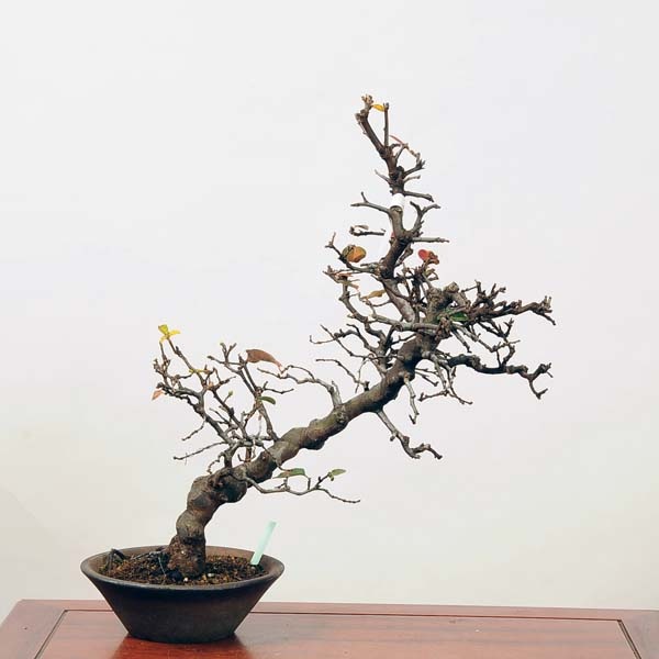 中品盆栽：花梨(かりん)*現品 カリン Karin | すべての商品